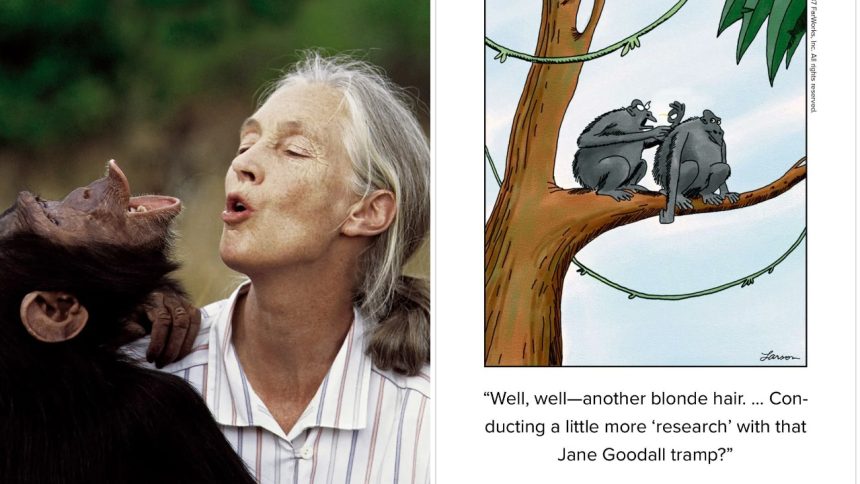 Far Side Controversy: Jane Goodall, Gary Larson | Cartoon
